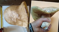 Pan Milan si z lesa přinesl obří hřib. Takový už znovu nenajdu, svěřil se