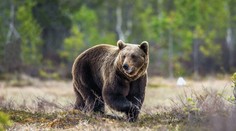 Medvědi terorizují Slovensko. Měl tři metry a stavěl se na zadní, popsal muž