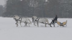 V Kladrubech nad Labem zapřáhli historické saně, koně je táhli alejí