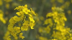 Startuje pylová sezóna. Letošní bude mimořádně náročná, varují odborníci