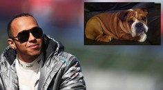 Hamiltonův pes smí do paddocku. Je to můj nejlepší kámoš, tvrdí pilot