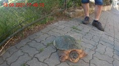 Po Brně se procházela vyčerpaná obří želva, zachránili ji až strážníci
