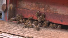 Obyvatele města vyděsil opuštěný úl v ulici! Kolem se rojil houf včel