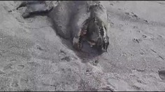 VIDEO: Moře vyplavilo na pláž tajemnou obludu