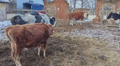 Týrání zvířat na Karlovarsku: Majitelka tvrdí, že se jí situace vymkla z rukou