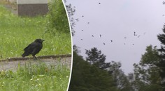 V Táboře někdo nemilosrdně střílí havrany. Případ prošetřuje police