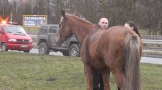 Zkrvavený kůň běhal mezi auty! Holčička hledala zraněnou mámu