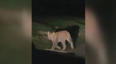 Do Česka se dostal rys, který se nebojí lidí. Může být nebezpečný