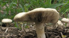 Tříčlenná rodina se otrávila jedlými houbami. Zapíjela je totiž alkoholem