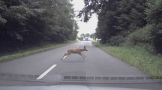 Po některé potravě má zvěř vidiny. Není pak plachá a skáče řidičům pod kola