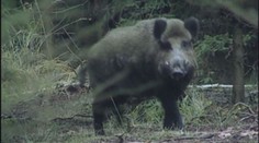 Divočák na Nymbursku zranil myslivce. Ten skončil v nemocnici