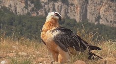 V Bulharsku orlosupi vyhladili. Nyní tam mají obnovit populaci mláďata z Česka