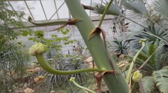 Botanická rarita v Teplicích. Návštěvníci zahrady mohou vidět vzácné květy agáve