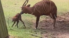 Úspěch v královédvorské zoo. Narodilo se tam mládě ohroženého druhu antilopy