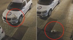Strážník městské policie měl poničenou kapotu auta, viník utekl po čtyřech