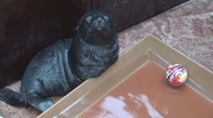 V Pražské ZOO se narodil lachtánek. Jak dováděl? VIDEO!