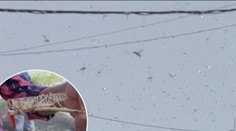 Po koronaviru přišla další rána! Indii obsadila hejna hladových sarančat