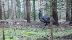 V Českém Švýcarsku měli nečekaného turistu. Po lese se procházel emu