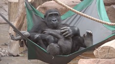 V pražské zoo zemřela gorila Bikira. Veterináři ji léčili na covid-19
