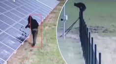 Zběsilý Polák demoloval solární panely. Kladivy jich rozmlátil 200