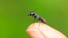 Mravenci cítí pach rakoviny v moči, tvrdí vědci. Mohli by pomoct k časné diagnóze