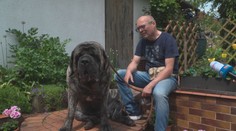 Nejtěžší pes v Česku žije na jižní Moravě. Denně spořádá dvě kila granulí