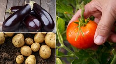 Oblíbená zelenina může být toxická! Odborníci varují před otravou