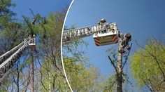 Strom se pomstil dřevorubci! Přimáčkl ho a nechtěl pustit