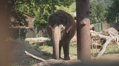 Ústeckou zoo čeká kontrola Evropské asociace. Chce zpět některá zvířata