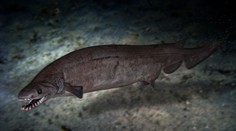 Rybáři ulovili žraloka starého 80 milionů let. Má 300 zubů! FOTO