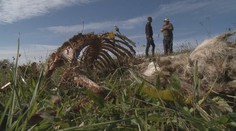 Medvěd skolil mohutného býka. Pastevci zuří, žádají radikální řešení