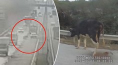 Kráva vyskočila za jízdy z kamionu na dálnici. Řidiči byli v šoku