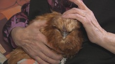 Terapeuty vystřídala drůbež. V Mlékovicích pomáhá seniorům