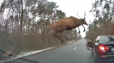 Řidiče šokovalo stádo jelenů. Naskákali mu na jeho BMW! VIDEO