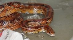 Pod kapotou auta se usadil exotický had. Zoo teď hledá jeho majitele