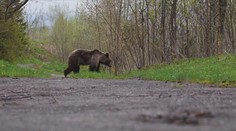 Na Zlínsku vyfotili medvěda! Podle ochránců se jich tam toulá víc