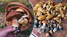 Houbám se daří, tvrdí mykolog. Řekl, kdy začnou růst plošně a kde hledat