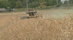 Zemědělci hodnotí sklizeň jako nadprůměrnou. Zdražování pečiva ale nezastaví