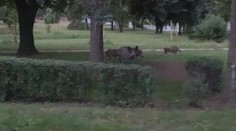 Divoká prasata se přemnožila a běžně chodí do parků ve městech! VIDEO