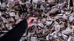 USA se chystají zakázat obchod se žraločími ploutvemi