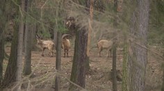 Zvířata ze zoo pořád běhají venku! Utekla při vichřici Eberhard