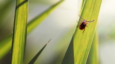 Po dešti můžete chytit klíště i ve městě. Hygienici vydali varování