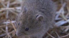 Na Olomoucku řádí hraboši. Situace na některých polích je velmi vážná
