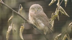 Ostravská zoo získala unikátní přírůstek. Jde o nejmenší sovu v Evropě