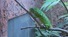 V Zooparku Zájezd odchovali mláďata chameleona zeleného. Jde o světový unikát