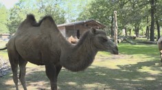 Zoo v Saské Kamenici není největší, přesto tam míří návštěvníci i z Česka