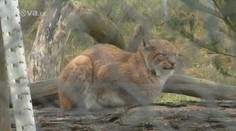 ZOO v Táboře po 3 letech končí! Cena exotických zvířat je 4 miliony