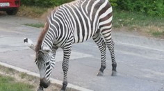 Exotický návštěvník: Po slovenském sídlišti se promenádovala zebra