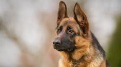 Policista nechal psa Axela zavřeného v autě. Ovčák ve vedrech zemřel