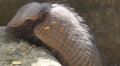 V plzeňské zoo slaví, narodila se jim hned dvě mláďata pásovce